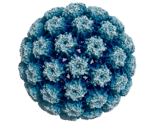 Μόλυνση από τον HPV